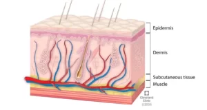 What Is The Integumentary System? Skin Disorders And Protection