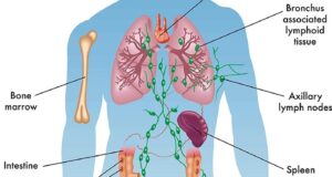 What Is The Lymphatic System? Immunity And Disease Defense