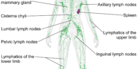 What Is The Lymphatic System? Immunity And Lymph Nodes