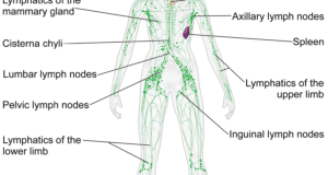 What Is The Lymphatic System? Immunity And Lymph Nodes