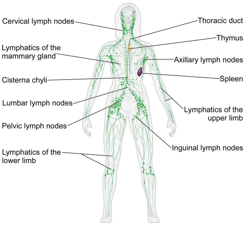 What Is The Lymphatic System? Immunity And Lymph Nodes