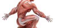 What Is The Muscular System? Anatomy And Physiology