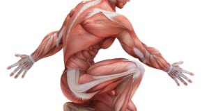 What Is The Muscular System? Anatomy And Physiology