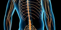 What Is The Nervous System? Brain, Spinal Cord, And Nerves