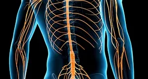 What Is The Nervous System? Brain, Spinal Cord, And Nerves