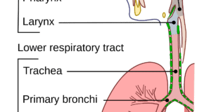 What Is The Respiratory System? Anatomy, Functions, And Common Conditions