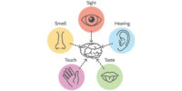 What Is The Sensory System Exploring Vision, Hearing, And Touch