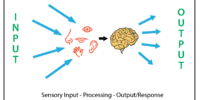 What Is The Sensory System? Perception And Sensory Integration