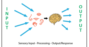What Is The Sensory System? Perception And Sensory Integration