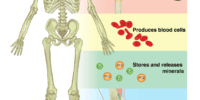 What Is The Skeletal System? Structure, Functions, And Disorders