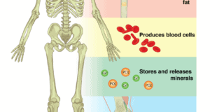 What Is The Skeletal System? Structure, Functions, And Disorders