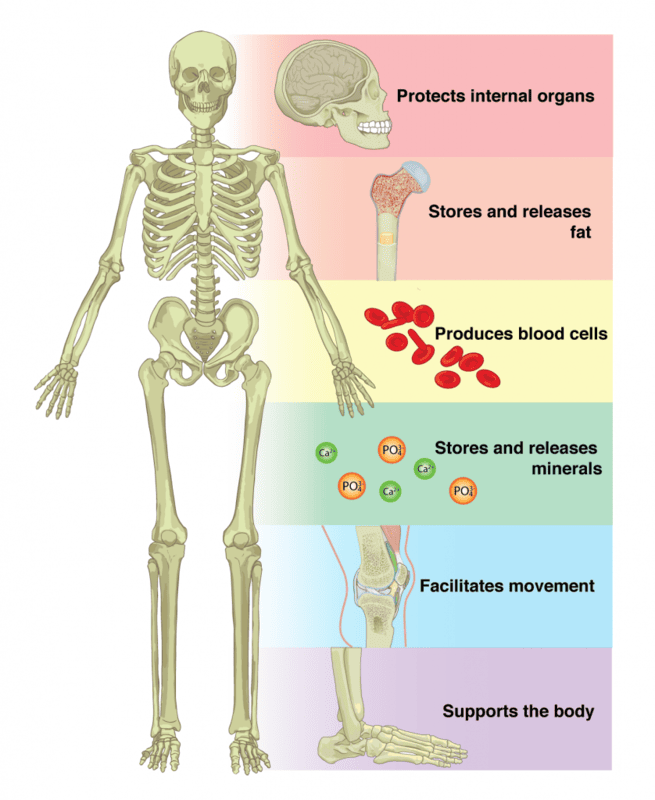 What Is The Skeletal System? Structure, Functions, And Disorders