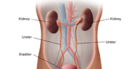 What Is The Urinary System? Kidneys, Bladder, And Urine Production