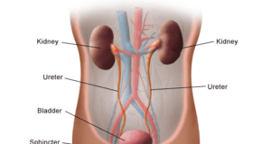 What Is The Urinary System? Kidneys, Bladder, And Urine Production