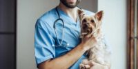 Homeopathy Suitable For Animals And Veterinary Care