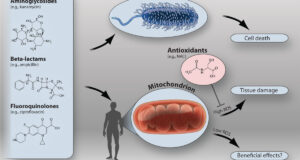 Function Of Antibiotics