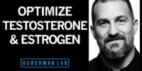 how to optimize testosterone estrogen hormones